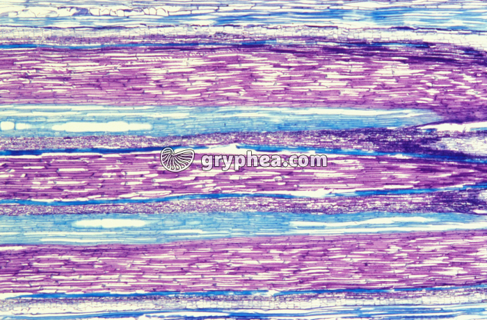 Tige de Bryone CL x7 - gryphea.com